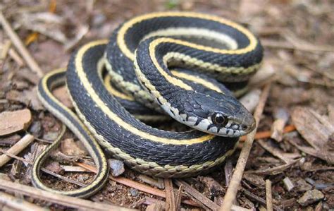 Common Garter Snake Northwest Wildlife Preservation Society