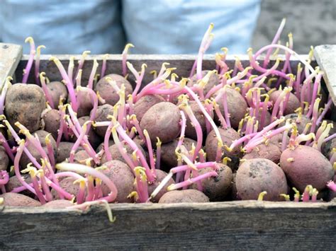 Growing Seed Potatoes How To Plant Seed Potatoes Gardening Know How