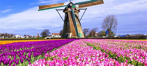 Super Tulip Bike And Barge Tour Netherlands Tripsite