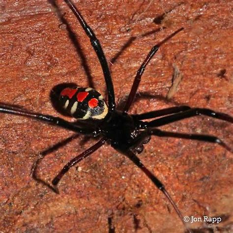 Northern Black Widow Latrodectus Variolus Spider Arachnids Spiders