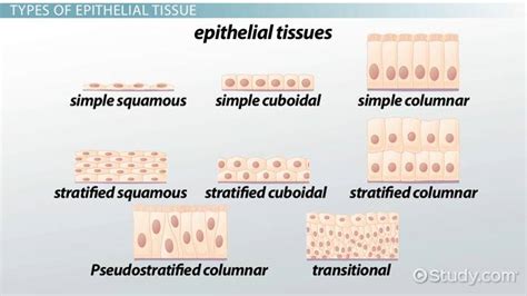 Types Of Epithelial Tissue Diseases Lesson