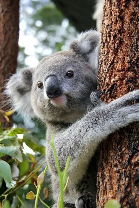 These Two Koalas Prove How Awesome Female Friendships Are Koala