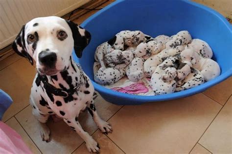 Dalmatian Gives Birth To Spotty Litter Of 15 Pups Mirror Online