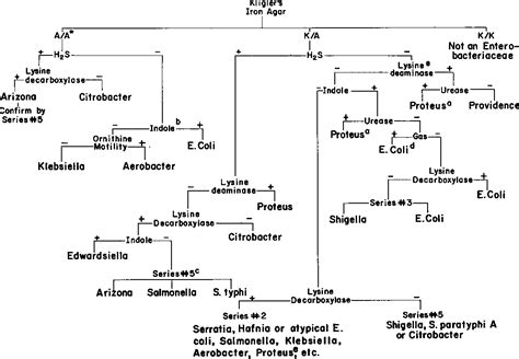 Enterobacteriaceae Identification Flow Chart