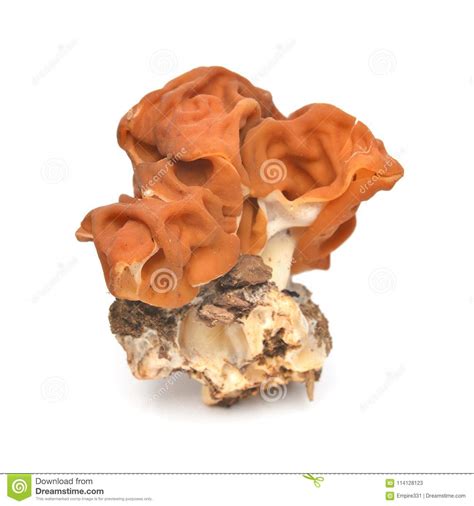 False Morel Mushroom Stock Image Image Of Mushroom