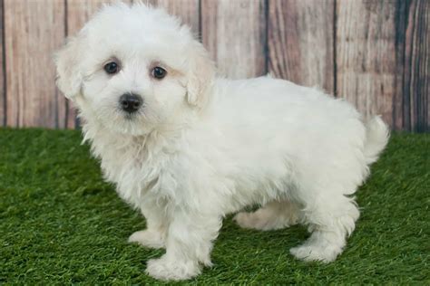 Maltipoo Lifespan And Tips For Increasing The Life Expectancy Of Your Pup