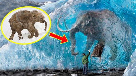 5 Frozen Mammoths You Wont Believe Were Found ️ Youtube