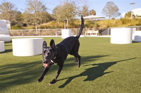 Top 11 Dog Parks In Tampa Fl The Dog People By