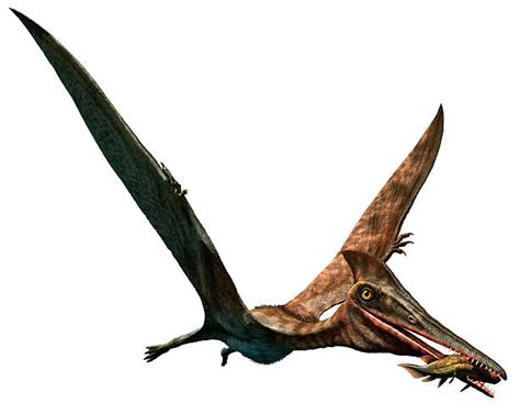 Pterodactyl Stock Photos Pictures And Royalty Free Images Istock