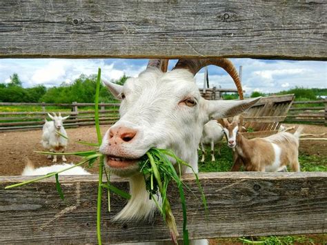 8 Types Of Goat Breeds Goats Breeds Goat Farming