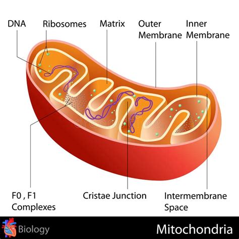 Mitochondria Vector Illustratie Illustration Of Membraan 31606337