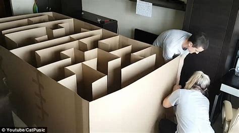 Catpusic Spends 12 Days Building His Cat A Cardboard Maze Daily Mail