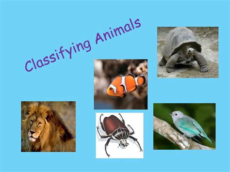 PPT - Classifying Animals PowerPoint Presentation, free download - ID ...