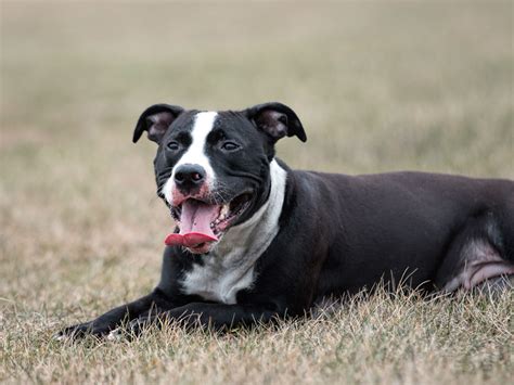 When compared with the english staffordshire bull terrier, the american pit bull terrier is l. American Pit Bull Terrier im Rasseportrait - tieranzeigen.com
