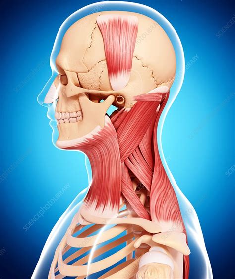 Human Neck Musculature Artwork Stock Image F007 3341 Science