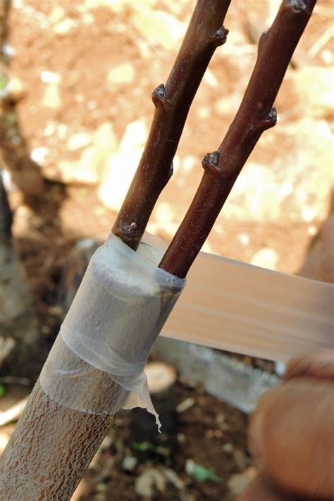 Grafting Fruit Trees A Step By Step Picture Tutorial Lady Lee S Home