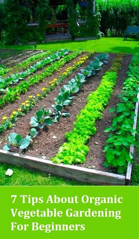 7 Tips About Organic Vegetable Gardening For Beginners