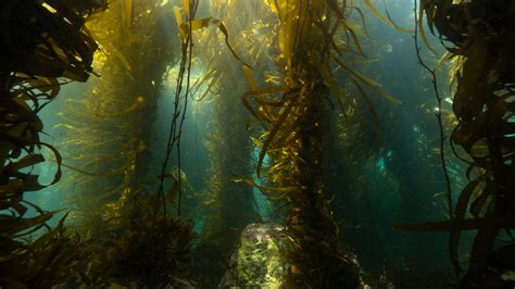 Golden Kelp Great Southern Reef