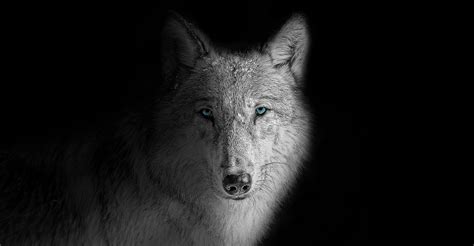 Wolf Wallpaper 4k Beast Wild White Wolf