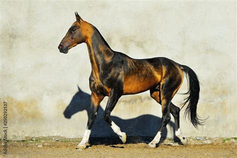 Dark Buckskin Akhal Teke Stallion Runs In Trot Along White Wall