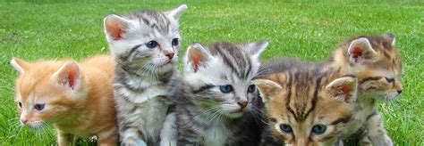 Get it registered today and never worry about it again. Pet Chip Registry Help Pets Go Home