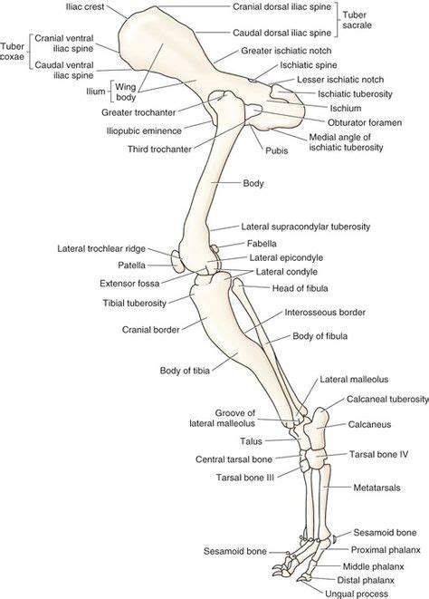 Hindlimb Dog Anatomy Anatomy