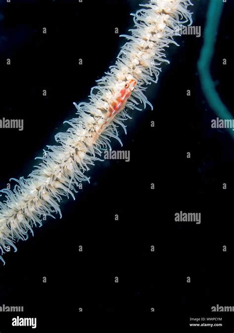 Whip Coral Dwarf Goby Stock Photo Alamy