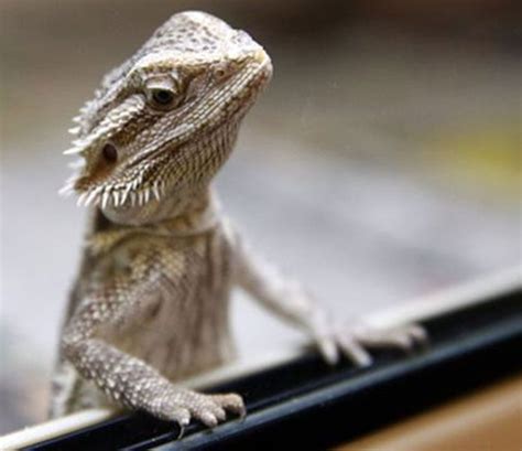 What Types of Lizards Make Good Reptile Pets? | Petsourcing