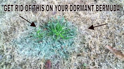How To Kill Poa Annua In Dormant Bermuda Along With Other Winter Lawn