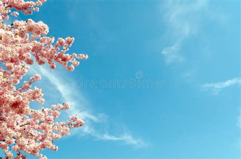 Cherry Blossom Tree In Springtime With Blue Sky Panorama Or Banner