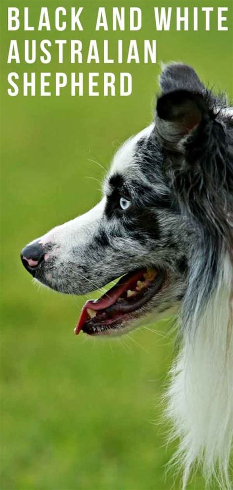 Black And White Australian Shepherd Is This Dog Right For You