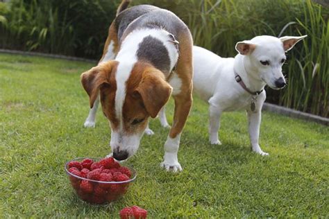 So can dogs eat raspberries? Raspberries for Dogs 101: Can Dogs Eat Raspberries?