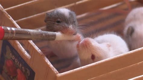Cute Baby Mice Daytime Feeding Youtube