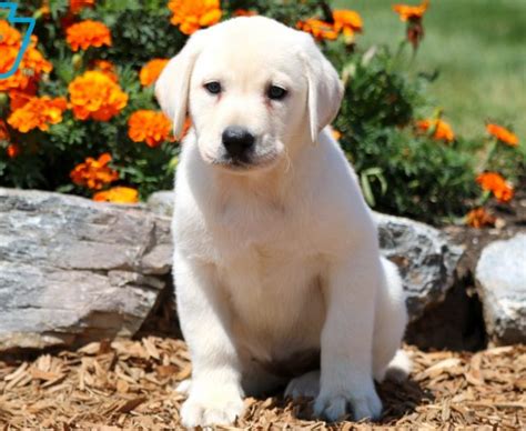 Labrador Retriever English Cream Puppies For Sale Puppy Adoption