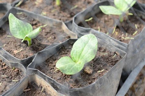 Summer squash is also seeded direct in the vegetable garden. The Ultimate Guides To Growing, Caring And Harvesting Zucchini