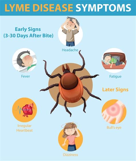 Free Vector Lyme Disease Symptoms Information Infographic