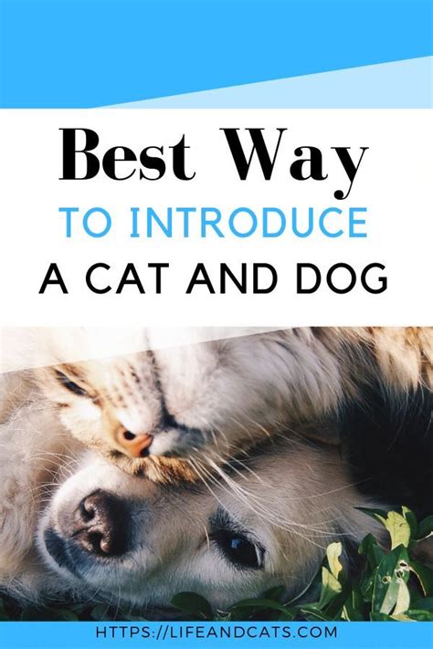 Whether You Have A Cat Or A Dog Adding A New Pet Raises The Question