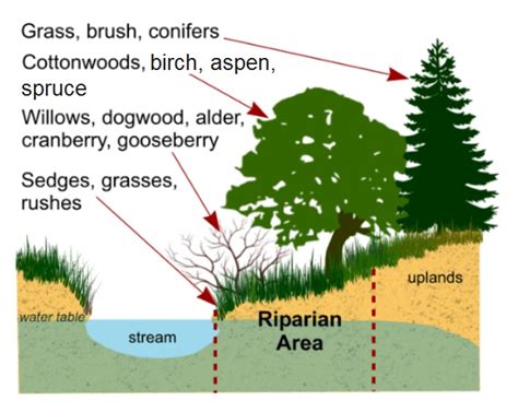 Riparian Zone Information Tanana Valley Watershed Association