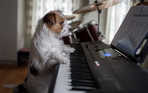 Wallpaper Dog Play Piano Funny Animal 1920x1200 Hd Picture Image