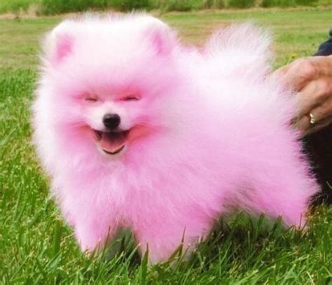 The First True Pink Dog In The World Created Through Selective