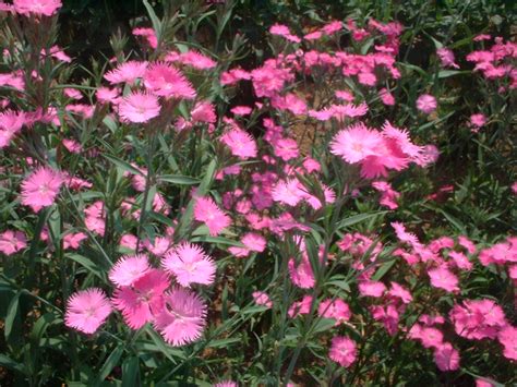 学名 d へ ・6月頃から8月頃にかけて開花。 ・ピンク色の可憐な花。 縁がこまかく切れ込んでいる。 我が子を撫（な）でるように かわいい花であるところから この名前に . zuzuのひとり言:なでしこ