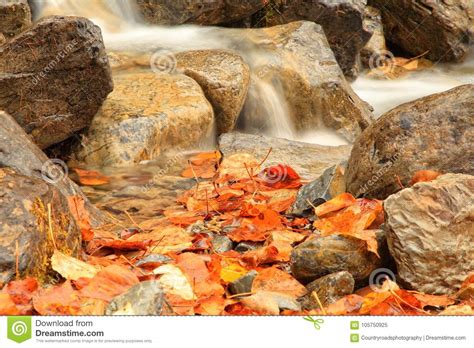 Bright Autumn Leaves In A Waterfall Stock Image Image Of Bannack