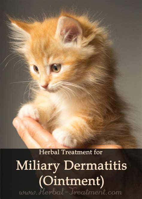 Miliary Dermatitis Ointment For Cats Avnayt And Walthams Herbal Treatments