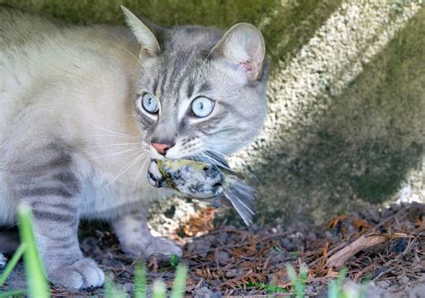 New Device Targets Feral Cats In Australia To Save Native Species