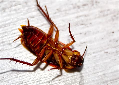 What Do Roaches Eat In Your Home Pest Control