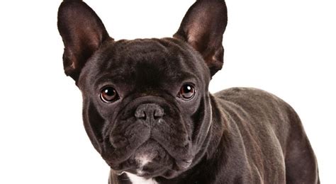 Noa uk breed survey report on 71 dog deaths put the average lifespan of french bulldogs at 8 to 10 years, while the uk breed club suggests an average of 12 to 14 years. Top 10 Endearing Dog Taxa For Kids & Families