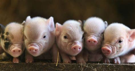 Cute Little Pigs