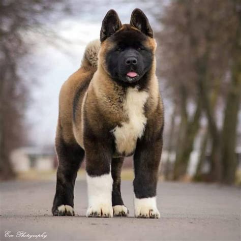 Top 10 Most Small Dog Breeds In The World Akita Dog Akita Puppies