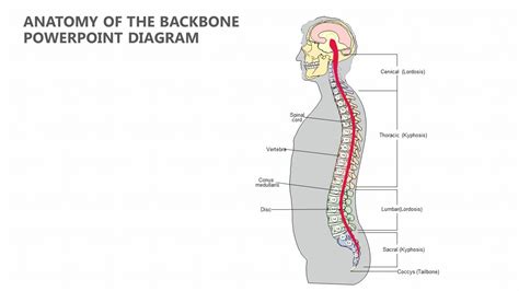 Anatomy Of The Backbone Powerpoint Diagram Powerpoint Diagram Anatomy