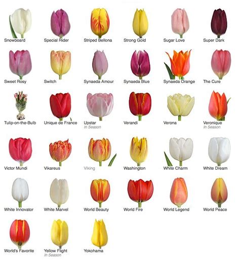 Tulip Varieties Tulips Flowers Types Of Tulips Tulip Colors